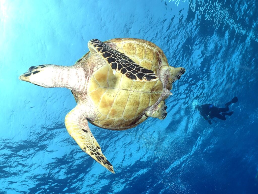 Willkommen im neuen Jahr 2026 unter Wasser