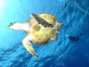 Willkommen im neuen Jahr 2026 unter Wasser