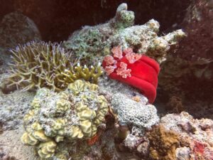 Dugongs, Drachenköpfe und ein besonderes Jubiläum