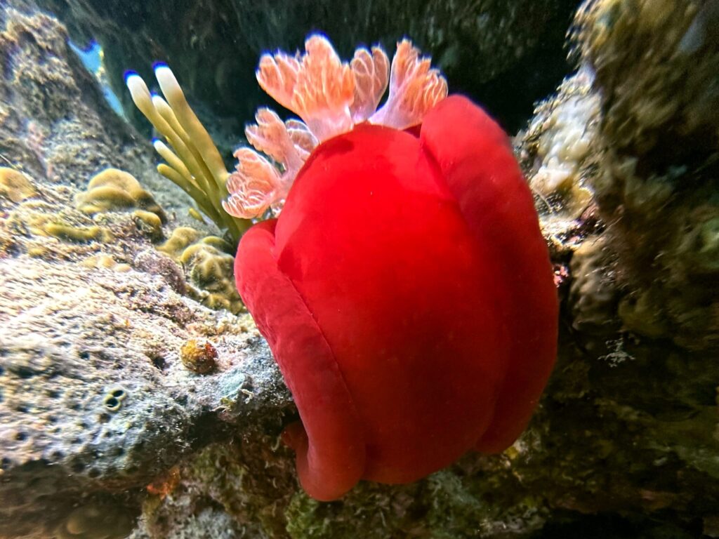 Eine seltene Sichtung bei Tageslicht