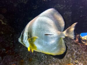 Ein Tag bei den Wacks von Abu Nuhas