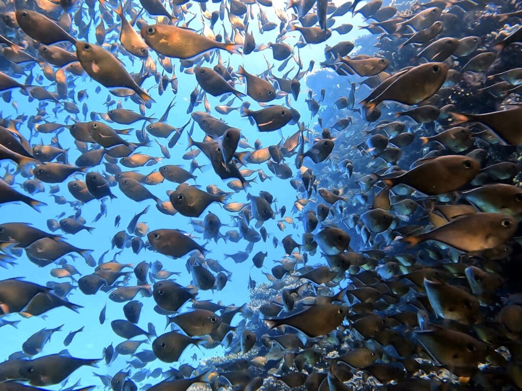 Steilwandtauchen und bunte Fische erleben