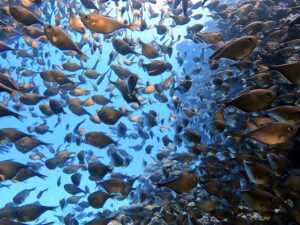 Steilwandtauchen und bunte Fische erleben