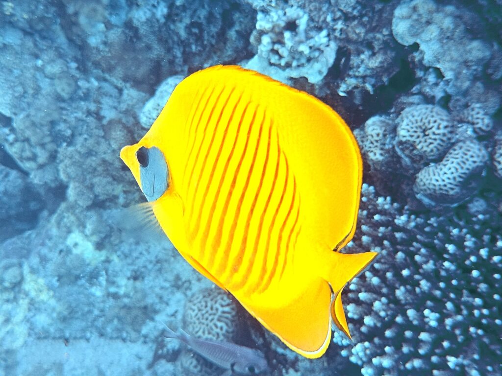 Ein heißer Sonntag im angenehmen Roten Meer