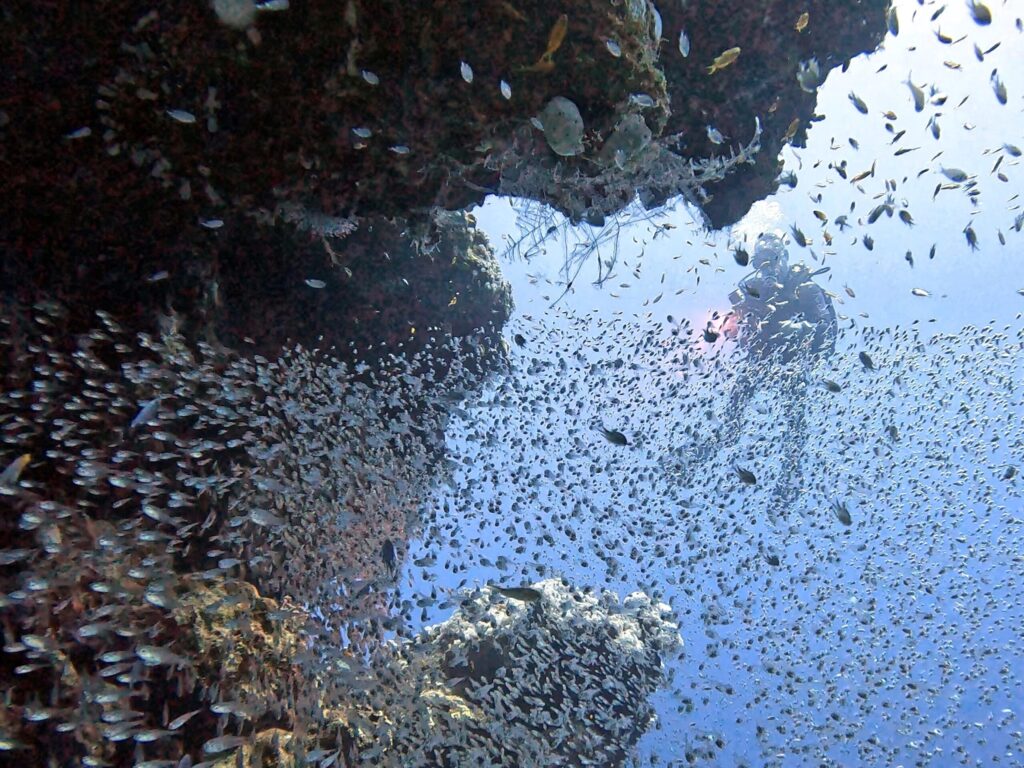 Drop Offs erkunden am Panorama Reef