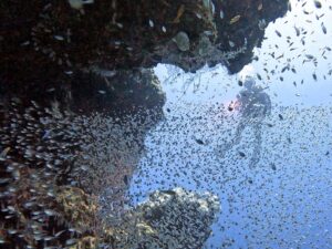 Drop Offs erkunden am Panorama Reef