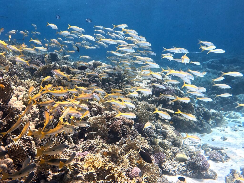 Schwarmfisch satt und ein großes Hai-Light
