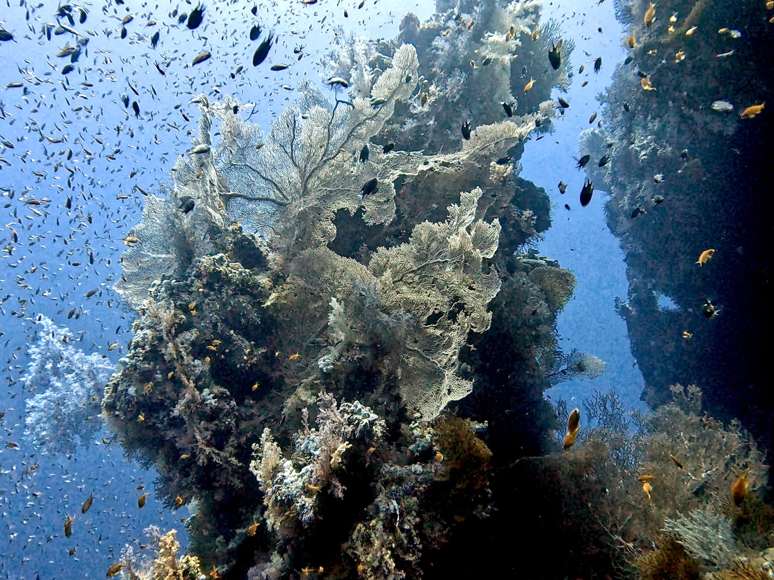 Gorgonie