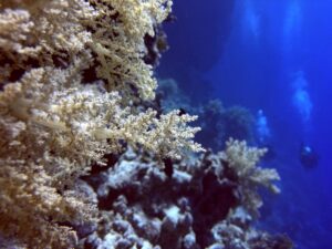 Unterwasser schnuppern und Fische gucken