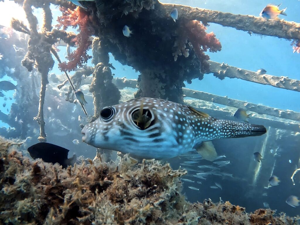 Unterwasser einfach nur genießen