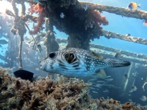 Unterwasser einfach nur genießen