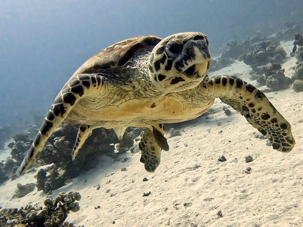 Tauchfreuden mit Schildkröten, Hai & Co.