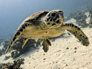 Tauchfreuden mit Schildkröten, Hai & Co.