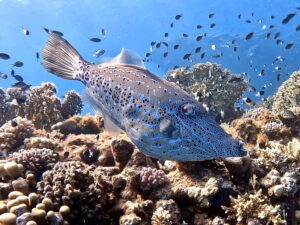 Freitagsfreuden im wunderbaren Roten Meer