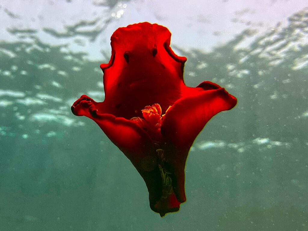 Spanish Dancer