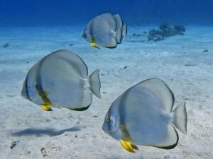 Fischvielfalt rund um die Giftun Inseln