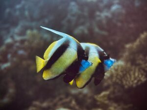 Ganz früh aus den Federn und ab ins Wasser