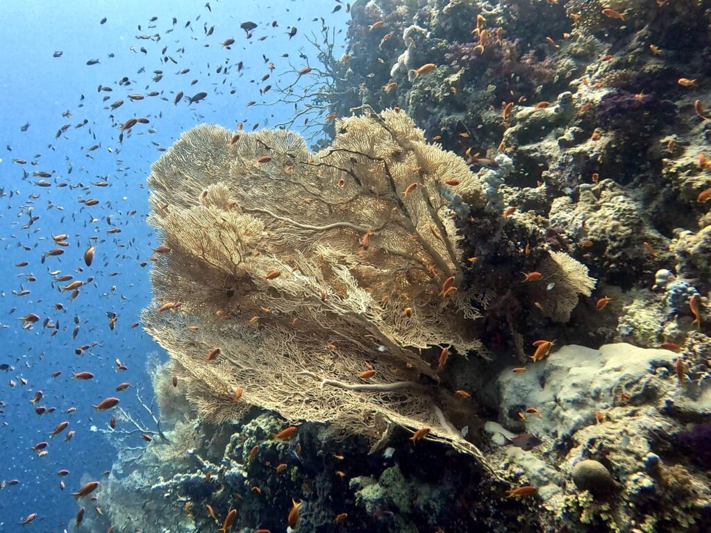 Das Signal ertönt und wir tauchen ab