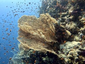 Das Signal ertönt und wir tauchen ab