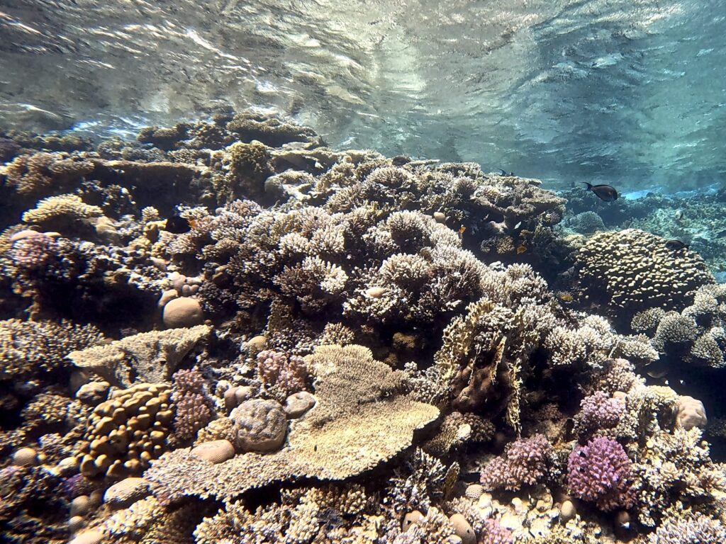 Die Suche nach Atlantika