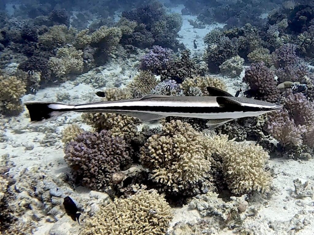 Unter Wasser sind die Grenzen fließend