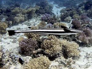 Unter Wasser sind die Grenzen fließend