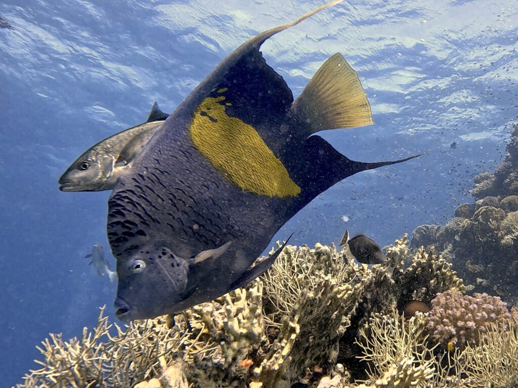 Im Reich des Kaiserfisch