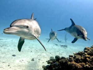 Delfine unterstützen unsere OWD-Schülerinnen