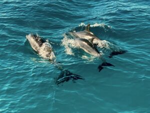 Unsere Welt unter Wasser