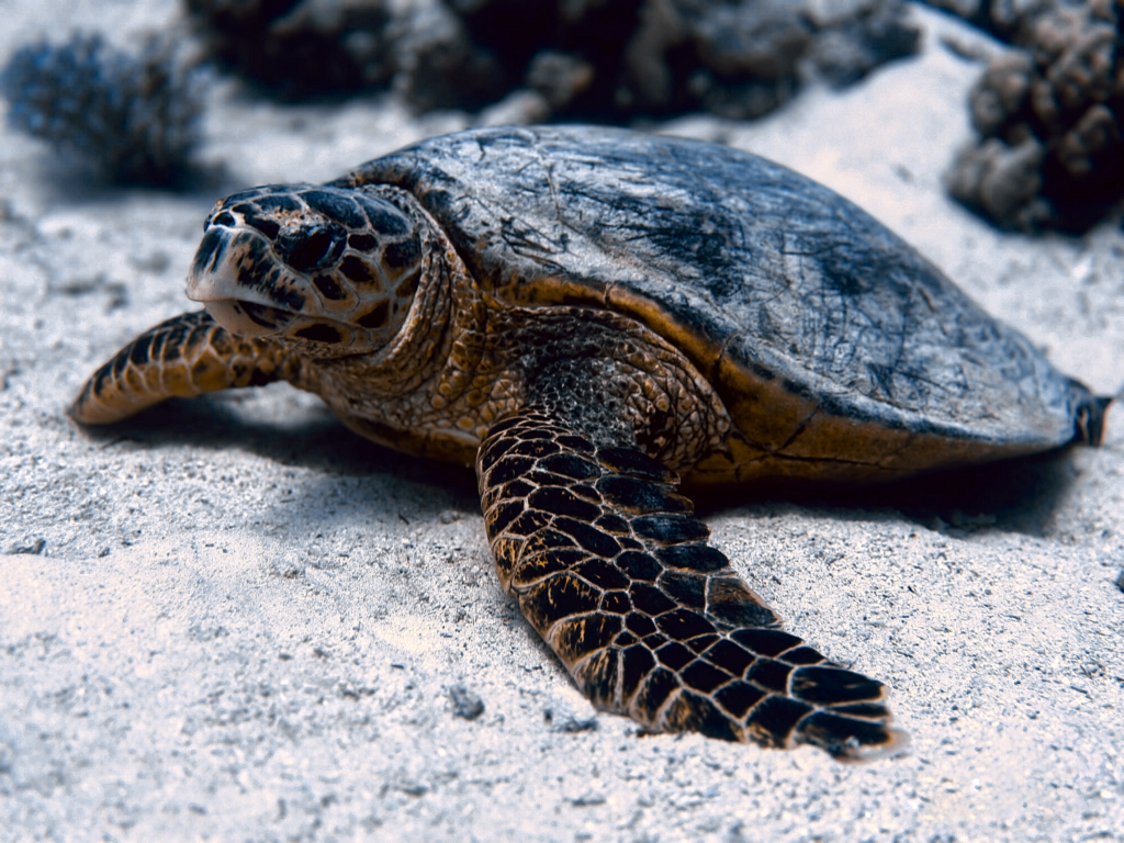 Neue Freunde beim Tauchen im Süden