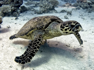 Gemütlich abtauchen und das Riff erkunden