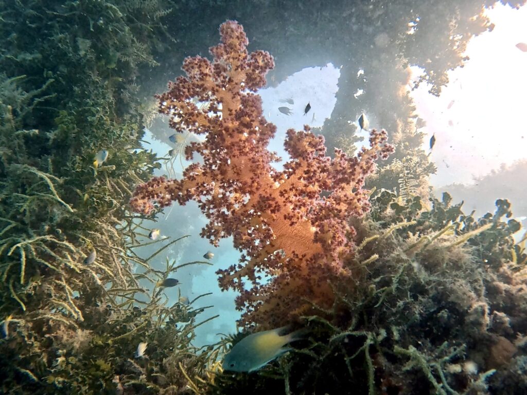 Am kleinen Wrack tobte das bunte Leben