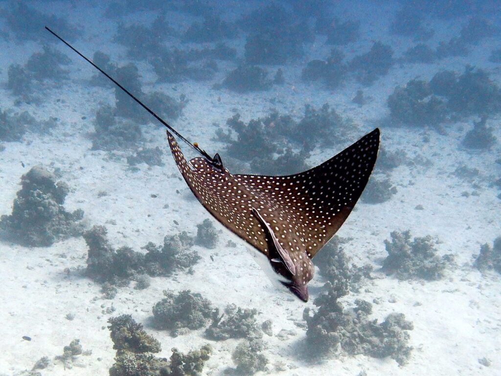 Tauchen, wie man es sich wünscht