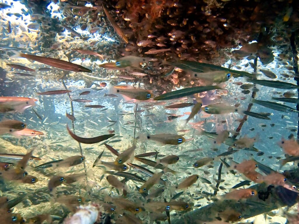 Aktuelle Meldungen direkt aus dem Roten Meer
