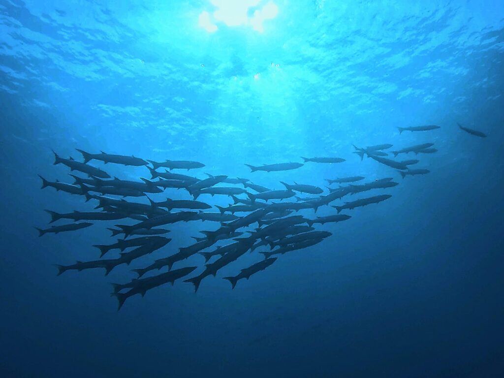 Wenn Träume Wirklichkeit werden