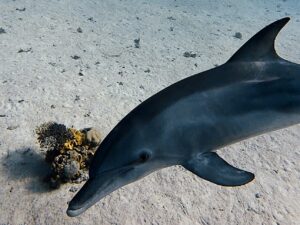 Heute suchten Delfine den Tauchplatz aus