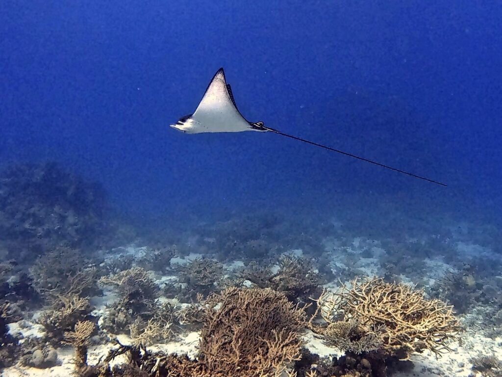 Lichtspiele unter Wasser