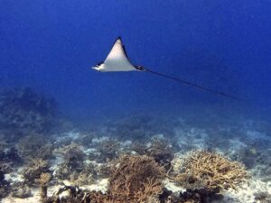 Lichtspiele unter Wasser