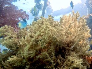 Unterwasserbegegnungen verändern das Leben