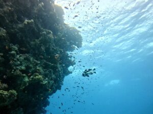 Blubbergrüße aus dem Roten Meer