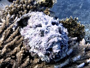 Gemütliche Tauchgänge am Weihnachtsfeiertag