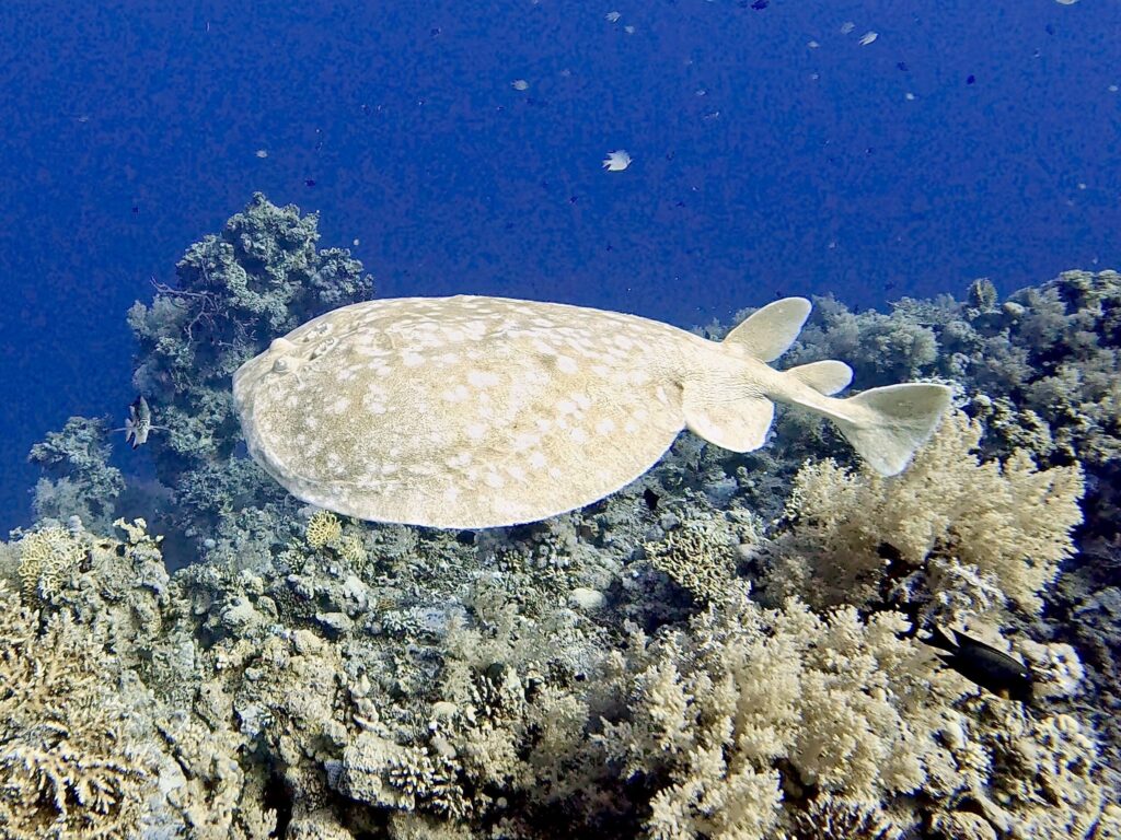 Jede Sekunde unter Wasser ein echter Genuss