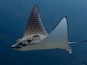 Wenn Adlerrochen posieren