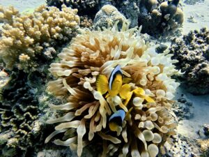 Auch die Riffbewohner starten gemütlich in die Woche