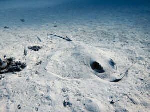 Farbenfrohe Tauchgänge mit großen Rochen