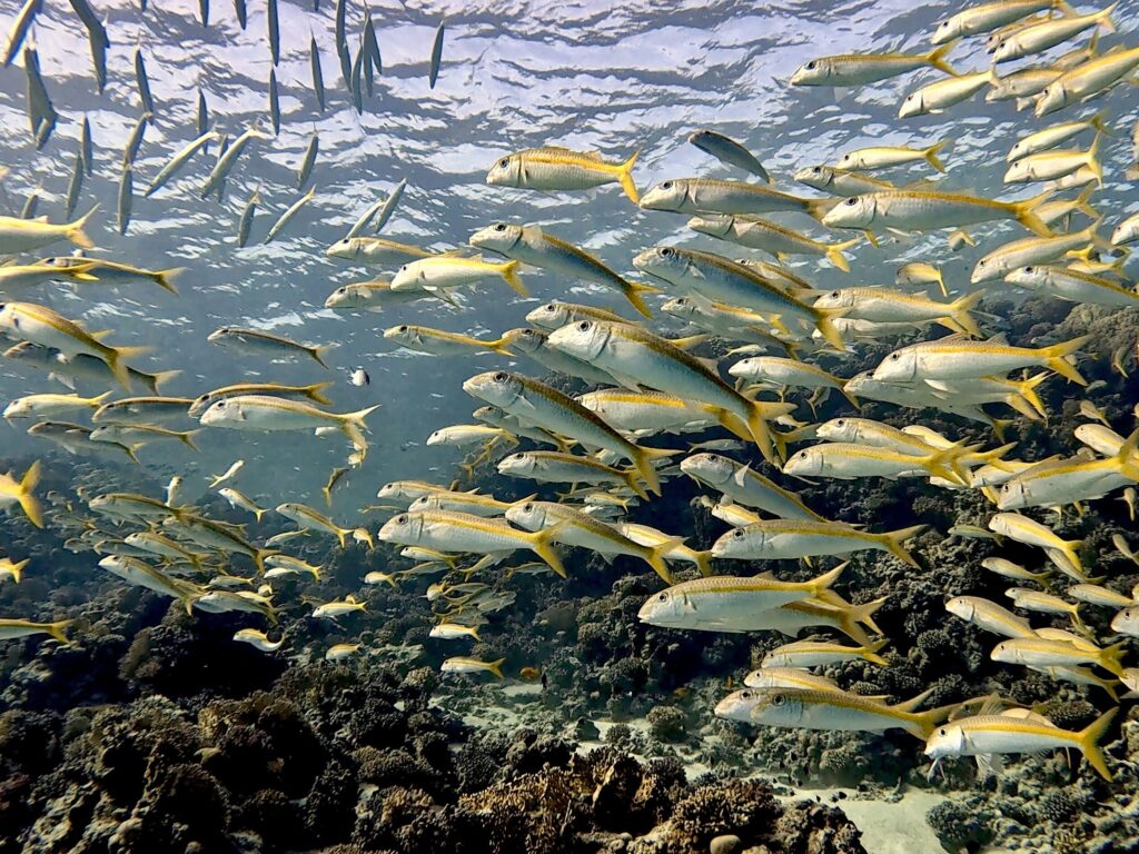 Ein Schimmern wie ein silbriger Schleier