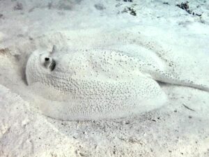 Schildkrötenparade & Rochenrendezvous