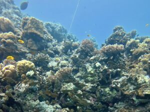 Sonne im Süden mit schönen Tauchgängen