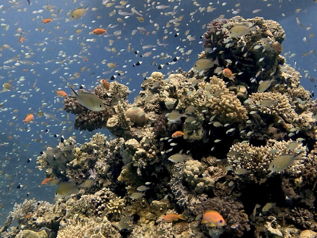 Schwarmfisch und noch viel mehr am Carless Reef