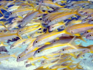 Altmetall und Unterwasserpoesie